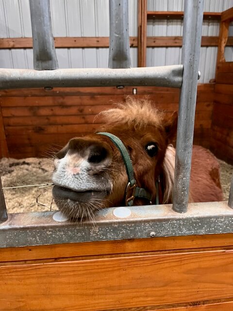 Miniature horse in a stall