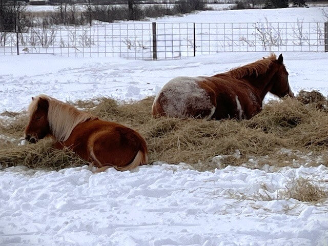 Horses resting in winter.
